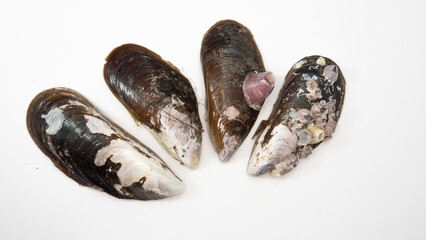 Mussel or shellfish and its shell dry, old and isolated from the background.