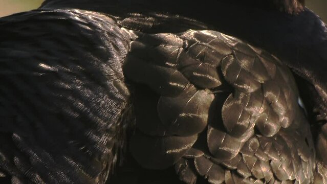 Super close-up of lekking Black grouse. Black grousefeathers close-up. Black grouse Tetrao tetrix. Lyrurus tetrix early in the morning. 