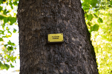 Nameplate on tree trunk with its name in Latin language Platanus Hybrida or London plane tree.