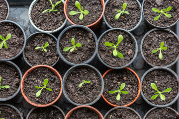 Looking down at seedlings emerging in plant pots