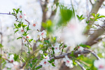 Blooming almond trees field. spring Blossoming fruit trees on a farm. 