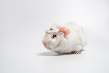 White Abyssinian guinea pig on a white background. Portrait of a cute rodent. Studio pet portrait. Horizontal photo, isolated on white with shadow