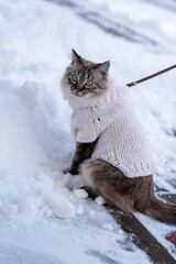 cat in snow