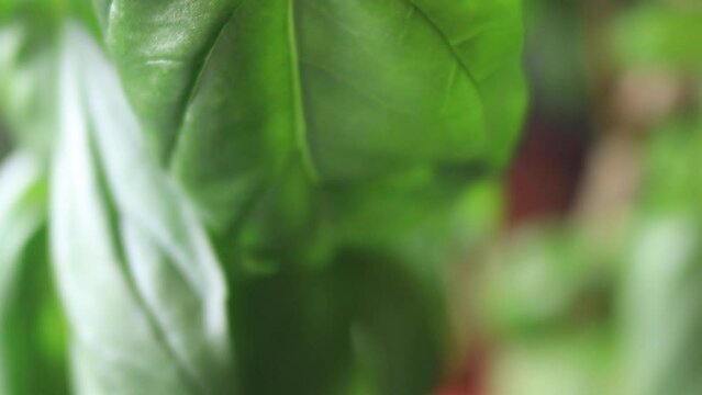 Basil Leaves Herb Plant, Up-Close, Bokeh