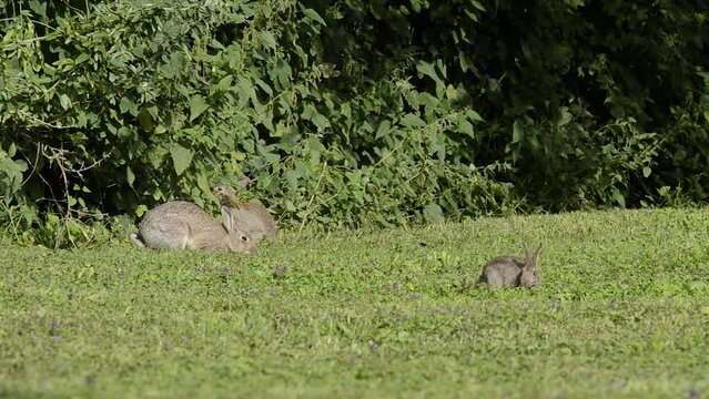 Young wild rabbits (Oryctolagus cuniculus) coming out of the forest accompanied by their mother.
