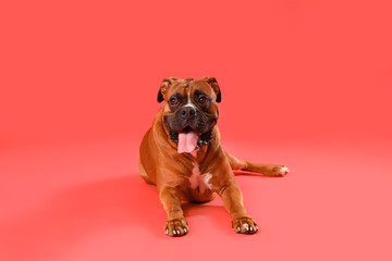 Boxer dog lying on red background