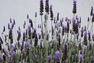 The lavender flower pollination
