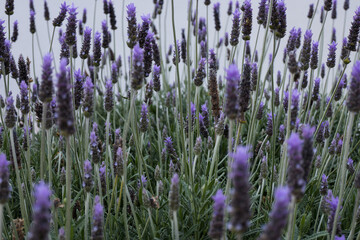 Lavender flower been pollinated by bees 