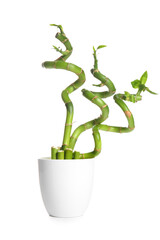 Bamboo plant in pot isolated on white background