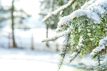 Fir branches covered with snow in forest, closeup