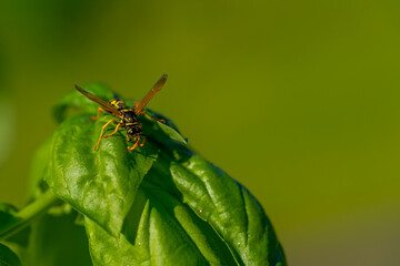 wasp on basil leafs; pesticide free biological pest control through natural enemies; organic farming concept