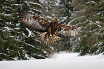 Flying Golden Eagle, Aquila chrysaetos in winter.