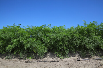 Fototapeta na wymiar Agriculture, green leaves of carrot plants in field with watering system and blue sky, early summer