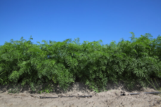 Agriculture, green leaves of carrot plants in field with watering system and blue sky, early summer