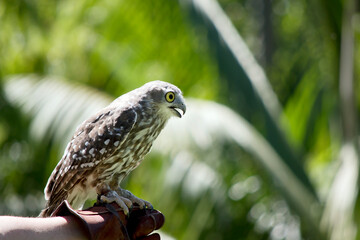 this is a side view of a barking owl