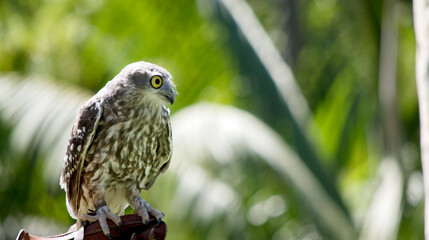 the barking owl is perched on a glove