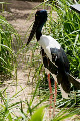 the Jabiru or black necked stork is a tall bird with a long black bill