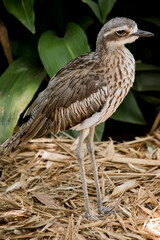 the bush stone curlew is standing on a pile of straw