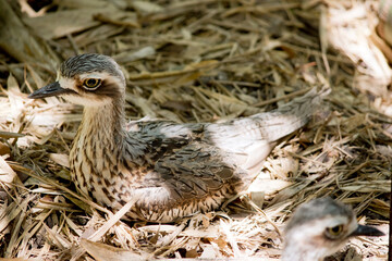 the bush stone curlew is on a nest