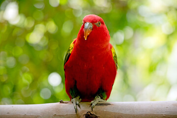 the chattereing lory is perched in a tree