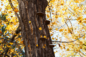 Mushrooms growing on tulip tree trunk, autumn sunny day