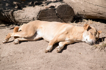 Fototapeta na wymiar the golden dingo is sleeping in the dirt
