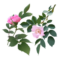 a set of blooming branches of wild rose with pink elegant bright flowers