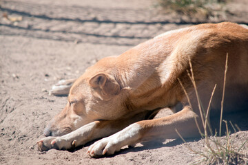 the golden dingo is sleeping in the dirt
