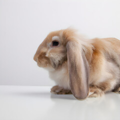 Fototapeta premium rabbit on a white desk