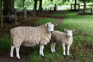 Naklejka na ściany i meble A wooly sheep with its lamb in a field.