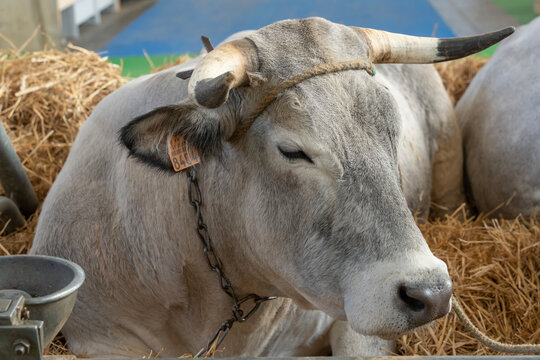 Paris, France - 03 01 2023: International Agricultural Show. A Gasconne des Pyrenees cow