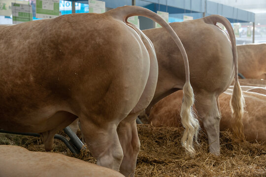 Paris, France - 03 01 2023: International Agricultural Show. A blonde d'Aquitaine cow