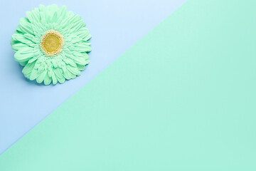Beautiful gerbera flower on blue and turquoise background