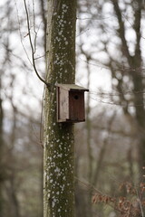 Image de nature : un nichoir suspendu à un arbre dans une forêt dense, offrant un abri sûr aux oiseaux sauvages