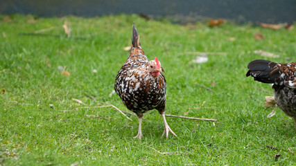Dutch Booted Bantam (or in NL: sabelpootkriel) in the grass. A true bantam chicken and european bread
