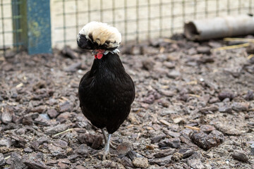 Polish chicken (hollandse witkuif) free range chicken on a farm with beautifull feathers and a nice crest. This one is called the white crest from holland