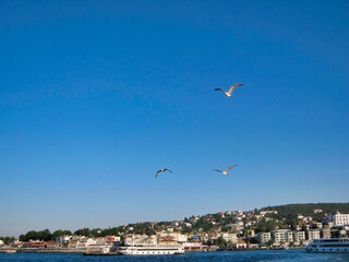 Fototapeta na wymiar View of seagulls and houses on the shore. Büyükada is the largest of the Princes Islands in the Sea of Marmara, near Istanbul. Adalar city and Ships at sea. Turkey.