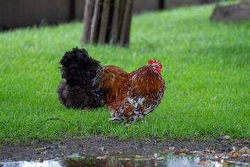 orpington cochin chicken in the grass on a farm