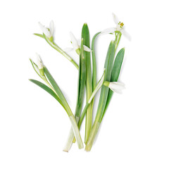 Beautiful snowdrops isolated on white background