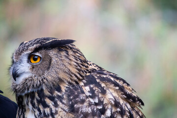 Close up of eurasian eagle owl