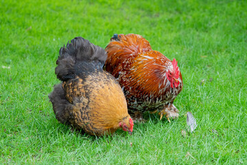 orpington cochin chicken and rooster in the grass on a farm