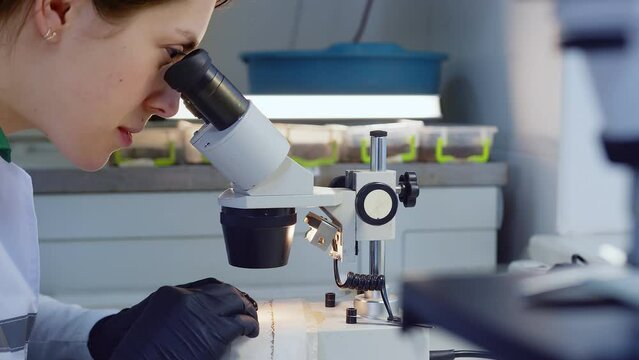 Female microbiologist looking for bacteria under a microscope. A researcher examines a variety of bacteria in the soil using a microscope.