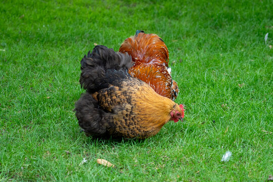 orpington cochin chicken and rooster in the grass on a farm