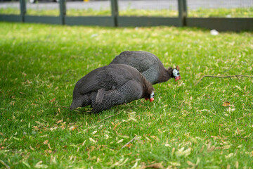 A couple of guineafowl (or in NL: parelhoen) in the grass
