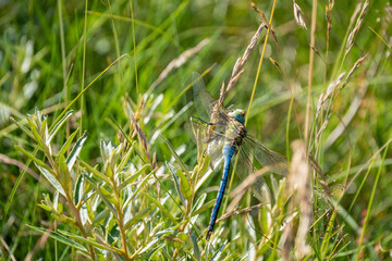blue dragonfly on a grass