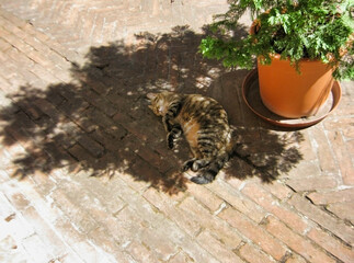 The cat sleeps in the shadow of a flower. Bologna. Italy. Europe