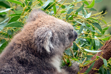 the koala is eating eucalyptus leaves