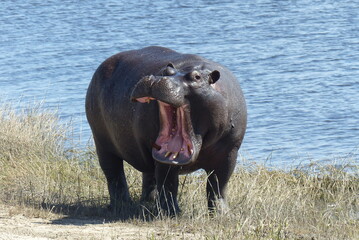Hippopotamus at the water