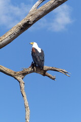 American bald eagle