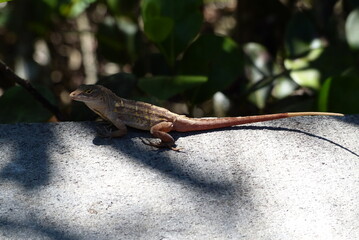 lizard on a branch